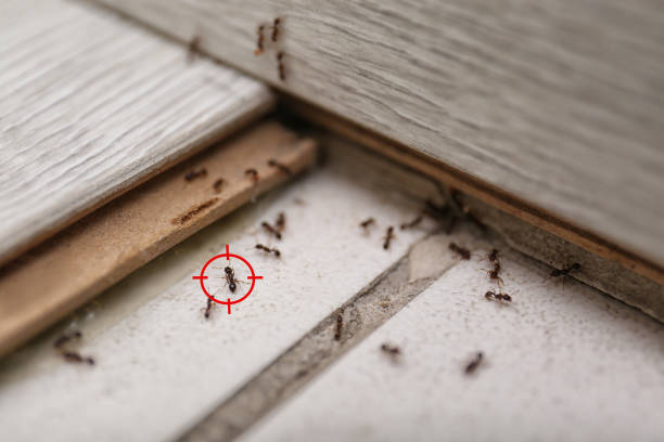 Best Termite Control Services  in Whitehall, OH