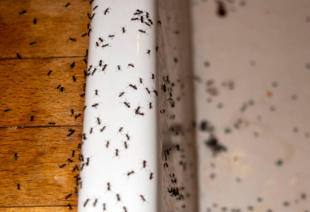 Best Pest Control Treatment  in Whitehall, OH