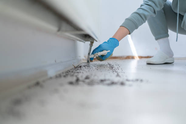 Best Wasp Removal Services  in Whitehall, OH